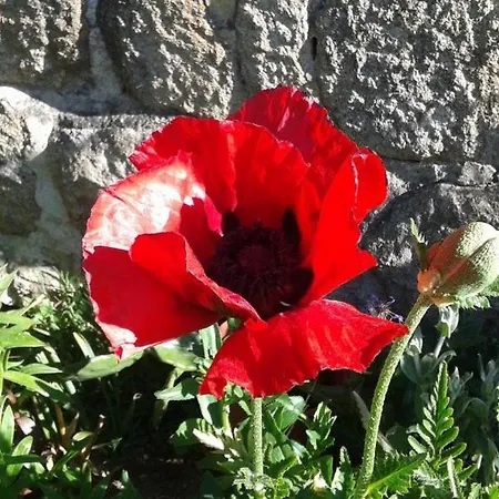 Maison Au Fond Du Jardin Nyaraló *